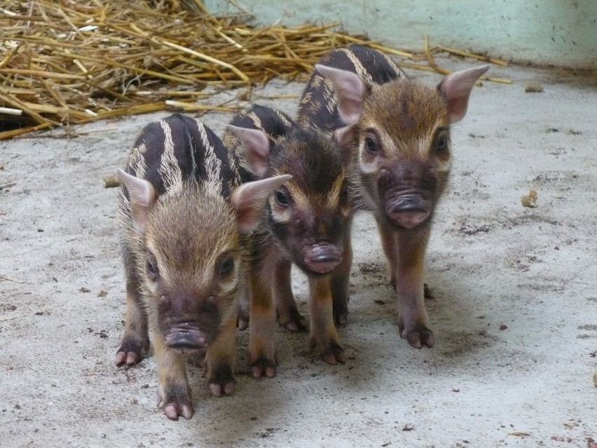 We wrocławskim zoo przyszły na świat trzy maleńkie świnie...