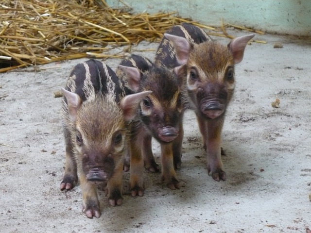 We wrocławskim zoo przyszły na świat trzy maleńkie świnie ...