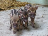 Petunia urodziła trzy świnki, już pogryzły Jambona [zdjęcia z zoo, wideo]