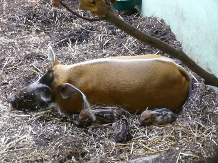 We wrocławskim zoo przyszły na świat trzy maleńkie świnie...