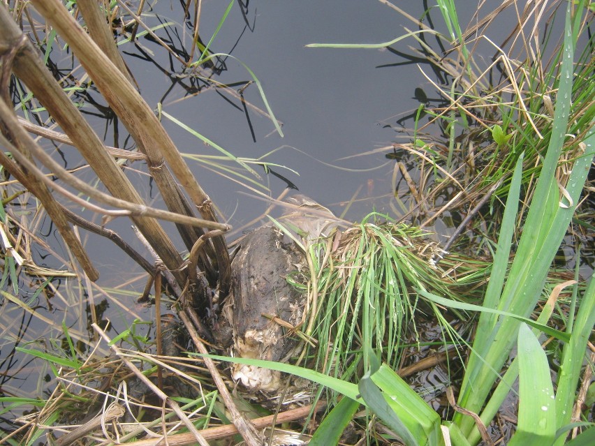 Znaleziono martwe kury w jeziorze Pyszno, położonym na...