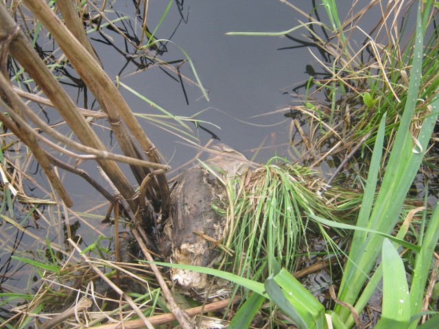 Znaleziono martwe kury w jeziorze Pyszno, położonym na terenie rezerwatu Bukowa Góra pod Bytowem. Dokładnie 36 sztuk