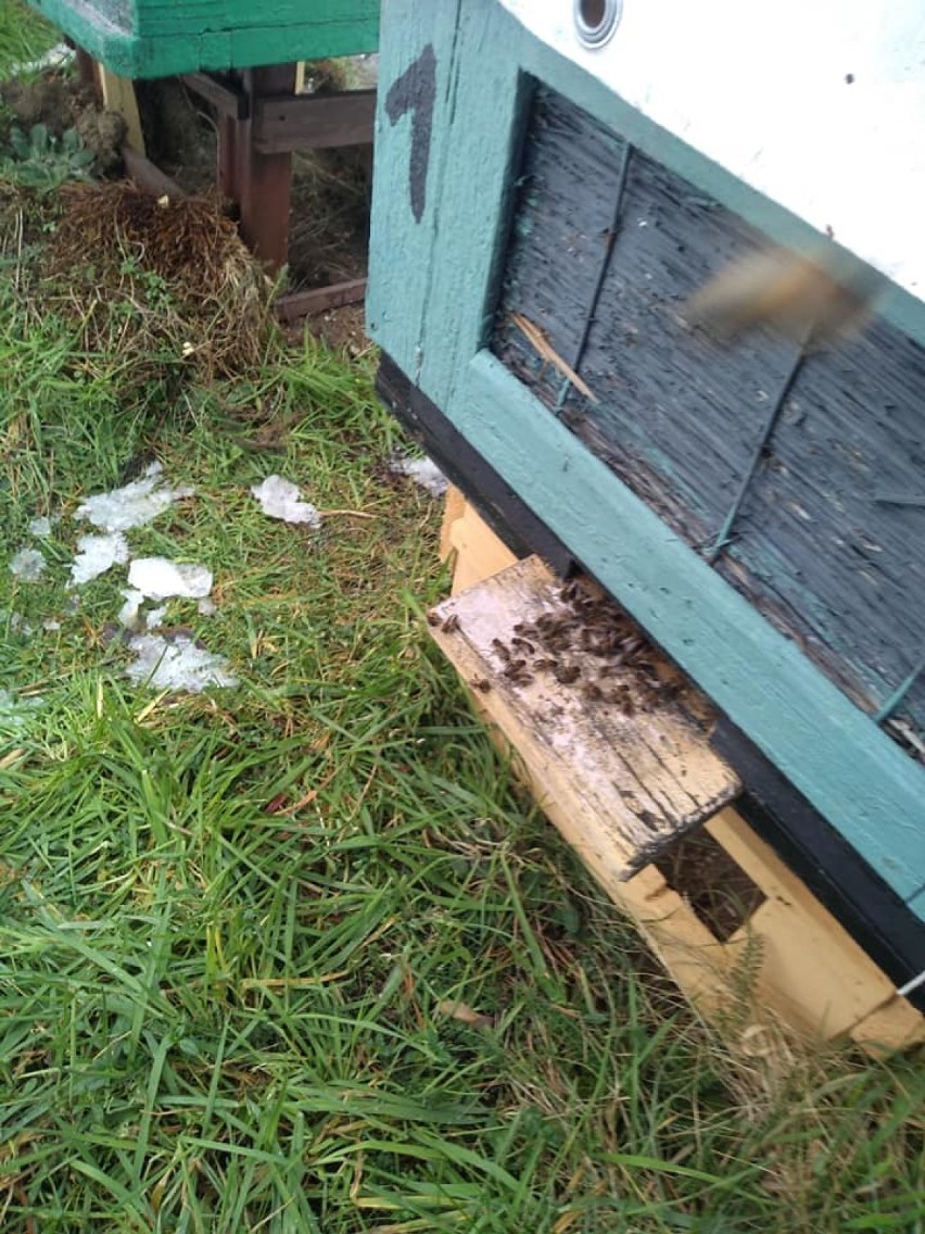 Przyroda zwariowała. Pszczoły z pasieki w Szczecinku obudziły się w środku zimy
