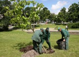 187 nowych drzew na terenie Torunia