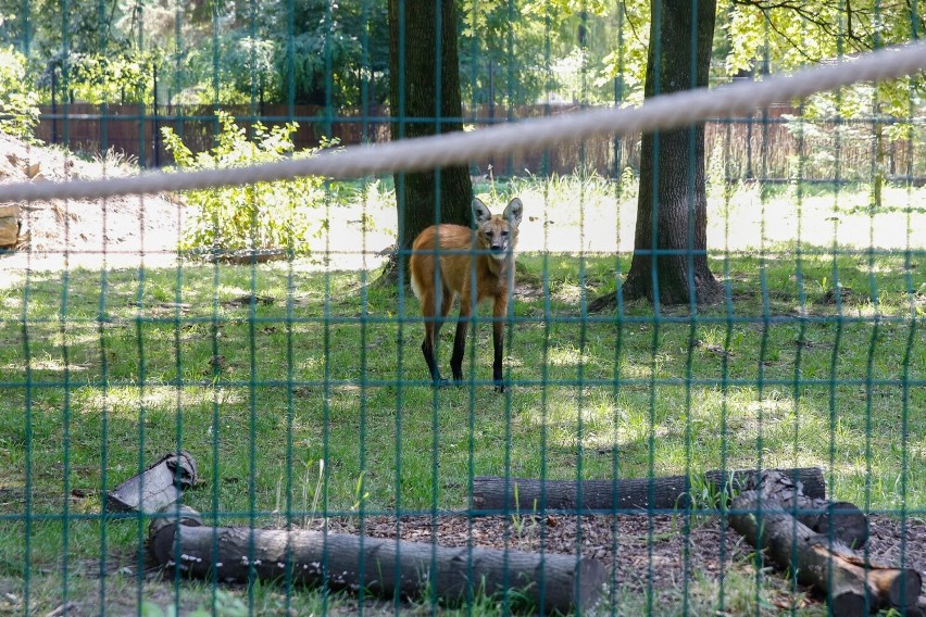 Podopieczni Śląskiego Ogrodu Zoologicznego w Chorzowie mają...