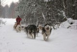 Właściciel 35 husky chce startować w wyścigu psich zaprzęgów w Norwegii. Zbiera fundusze