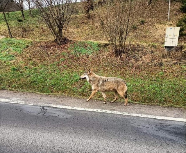 Nadleśnictwo Ustrzyki Dolne ostrzega podróżnych, by uważali na drogach