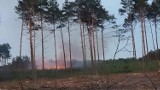 Radomsko: Kolejny pożar lasu na Suchej Wsi. Ogień gasiły 4 zastępy strażaków