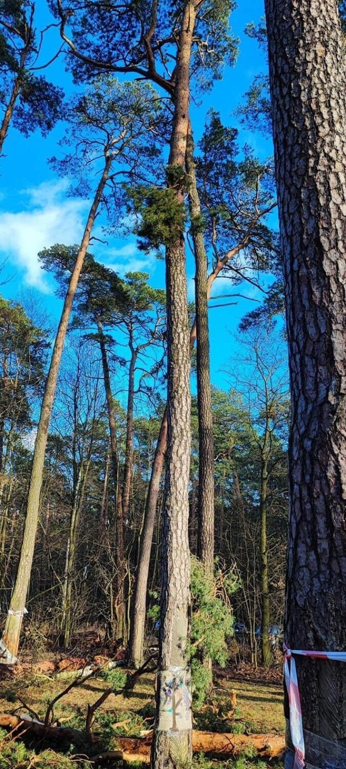 Toruń. Sosny pamiętające czasy Chopina i Słowackiego znikną z Barbarki. "Na początku widok może być brutalny"