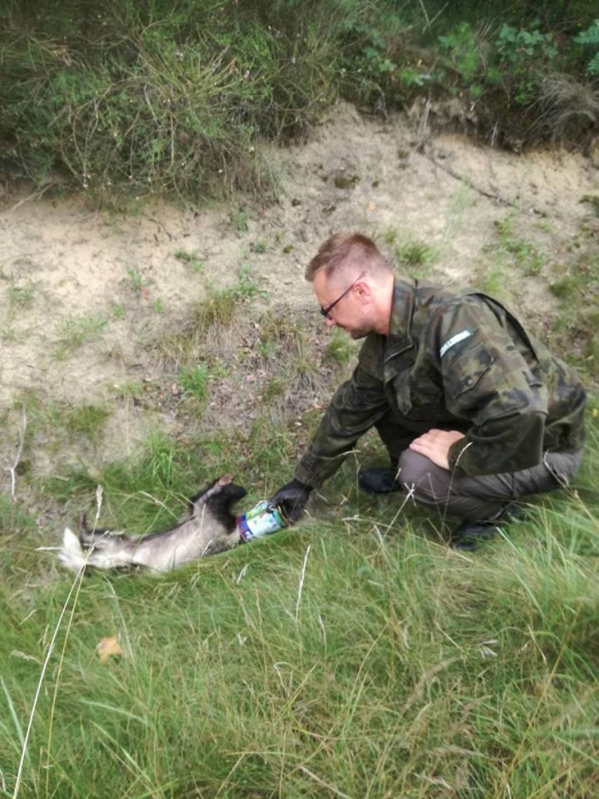 Sporo szczęścia miał borsuk, który skusił się na owady...