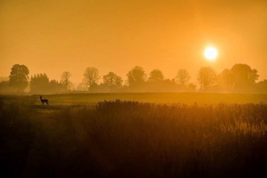 KATEGORIA: Fotografia artystyczna, wyróżnienie honorowe,...