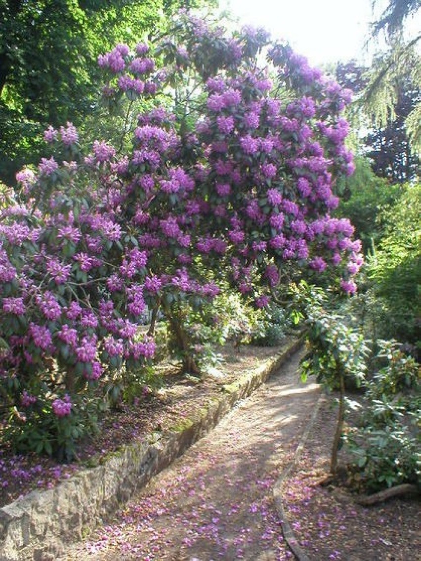 Przepiękny Ogród Botaniczny w Zagwiździu.