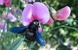 Co to za dziwny owad? Czarna pszczoła ponownie w Polsce. To zadrzechnia fioletowa. Gatunek ten w naszym kraju uważano za wymarły