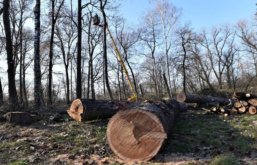 Nowy Sącz. Ruszyła wycinka drzew w parku Strzeleckim. Pod topór idzie ponad 700