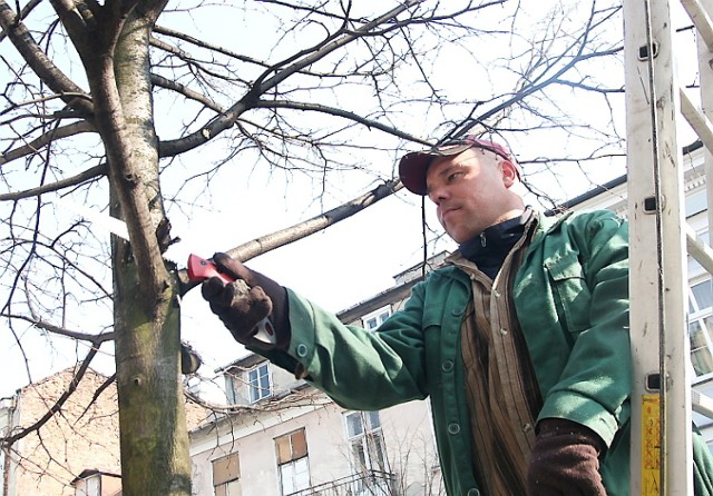 Wszystkie drzewa przetrzymały mrozy - mówi Cezary Snopkowski
