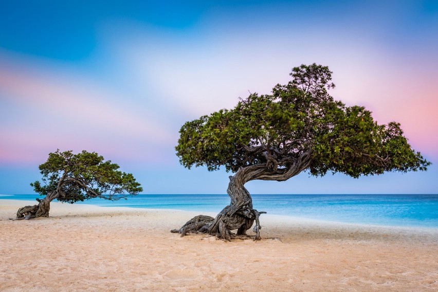 7. Eagle Beach, Aruba

Eagle Beach na Arubie słynie z...