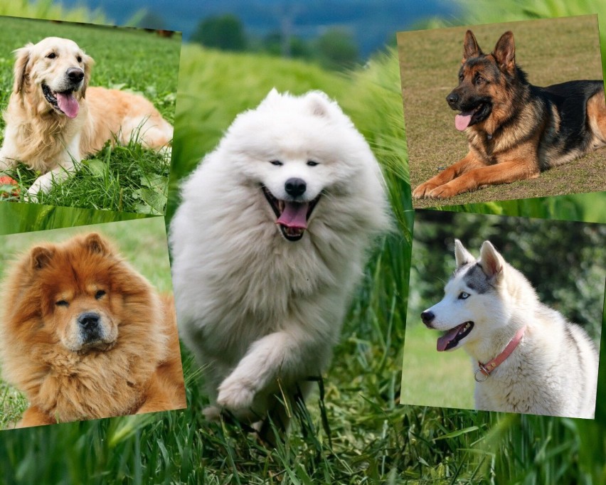 Najpiękniejsze rasy psów! Te psiaki są urocze. Zobacz TOP 10 najładniejszych ras ZDJĘCIA 5.02.2024