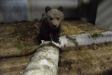 Zoo Poznań: Mała niedźwiadka już w nowym domu [ZDJĘCIA, WIDEO]