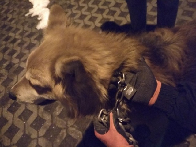 Porzucony pies przykuty łańcuchem z kłódką przed wejściem do Centrum Handlowego M1 w Radomiu.