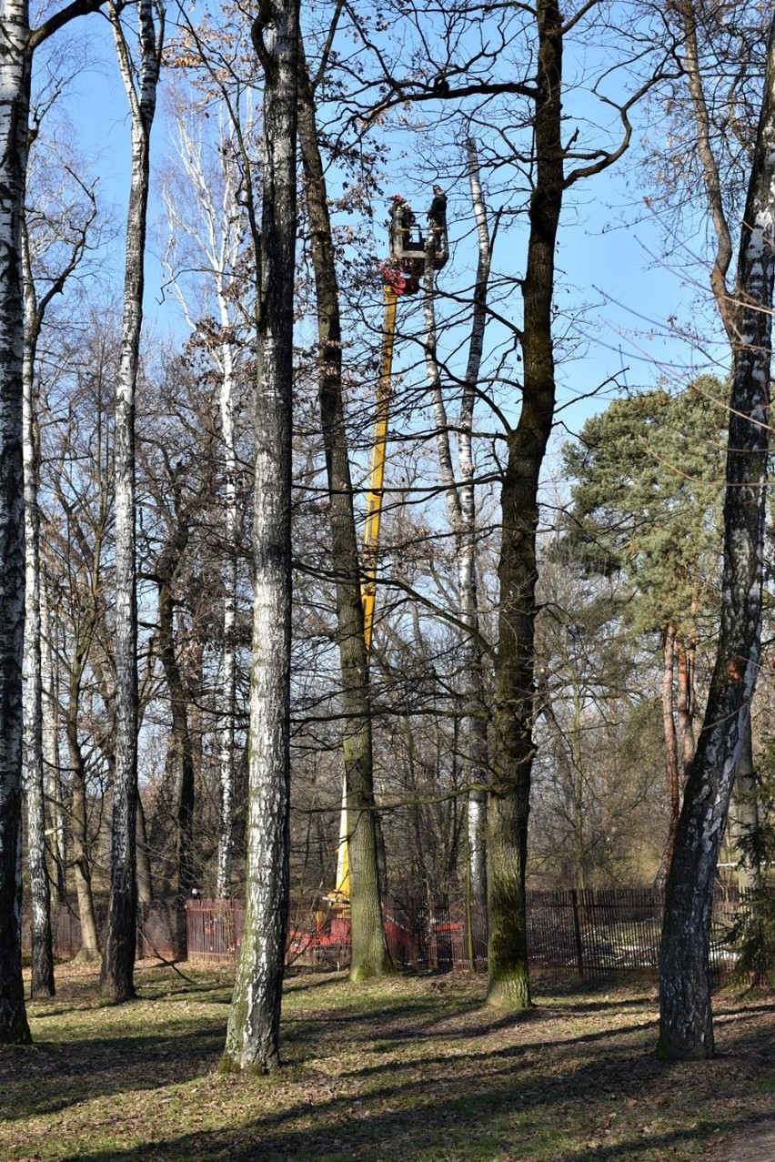 Nowy Sącz. Ruszyła wycinka drzew w parku Strzeleckim. Pod topór idzie ponad 700