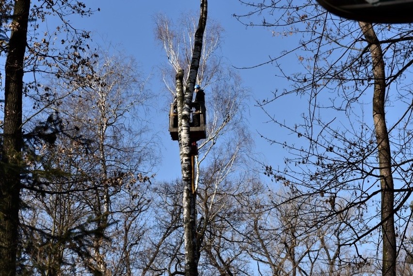 Nowy Sącz. Ruszyła wycinka drzew w parku Strzeleckim. Pod topór idzie ponad 700