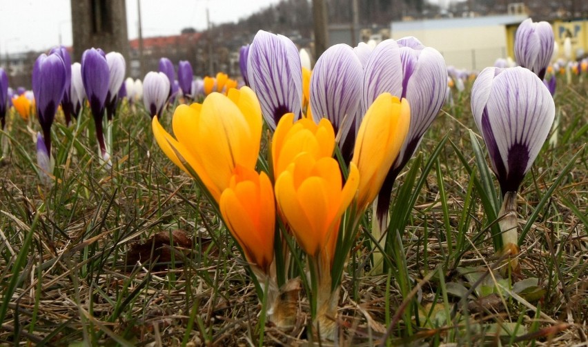 Gdynia: Krokusy u zbiegu ulic Wielkopolskiej i Sopockiej. To pomysł miejskiego ogrodnika [ZDJĘCIA]