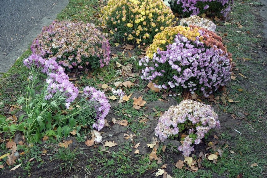 Służby miejskie sprzątają kwiaty, które miesiąc temu miasto...
