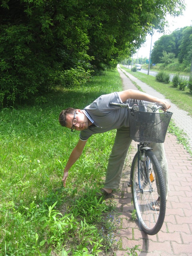 Krzysztof Leśnicki ze Stowarzyszenia Rowerowy Gorzów pokazuje, że ścieżkę z kostki przy ul. Bierzarina zarasta trawa