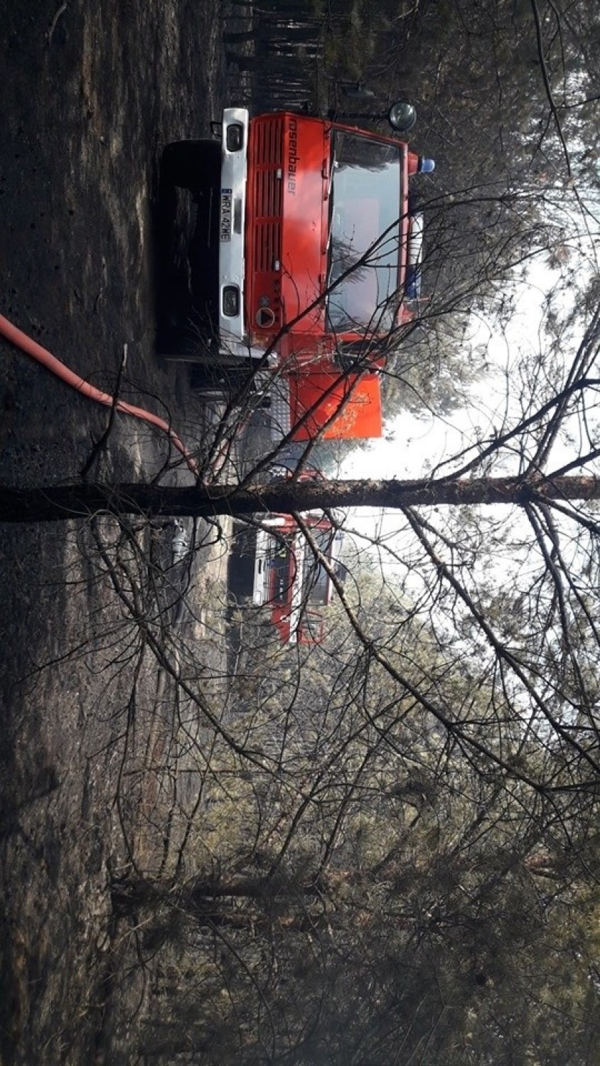 Olbrzymi pożar lasów w gminie Odrzywół.