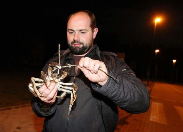 Kraby znalezione w Kijewie w Szczecinie
