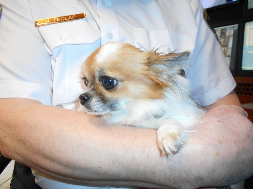 Znaleziono psa chihuahua w Wejherowie. Do odbioru w Straży Miejskiej