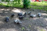 Opole chce walczyć z gołębiami. Ma tym pomóc karma ze środkami antykoncepcyjnymi