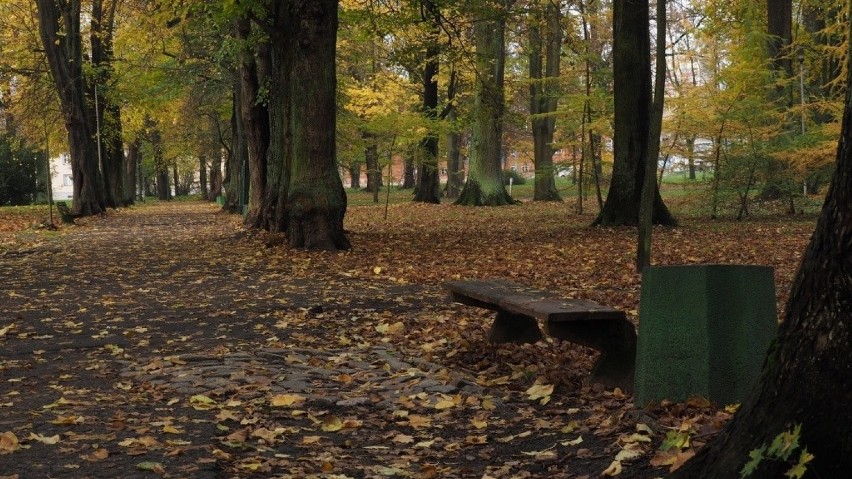 Rewitalizacja parku w Koszalinie. Będą nowe alejki, ławki, oświetlenie