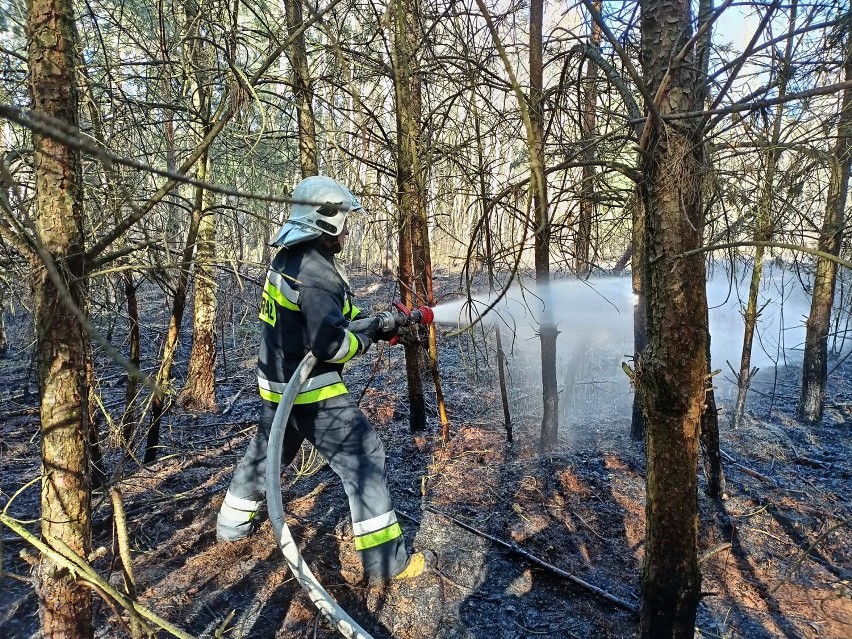 Pożar lasu w miejscowości Zborowskie w gminie Zduńska Wola