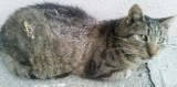 W Miastku ktoś oblał koty klejącą i żrącą substancją! 