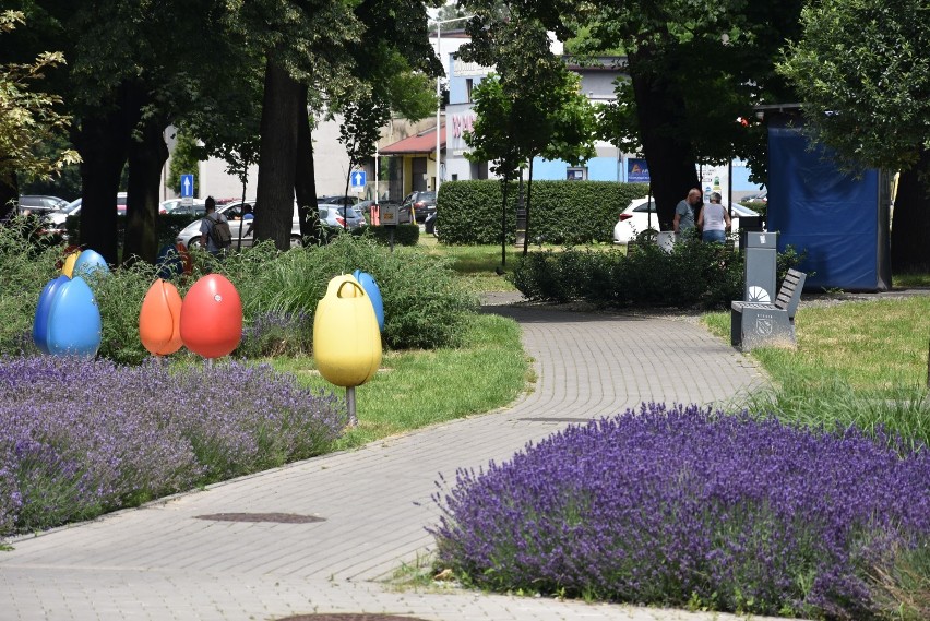 Rybnik pachnie lawendą. Może to nie Chorwacja ale jest pięknie w tym roku!