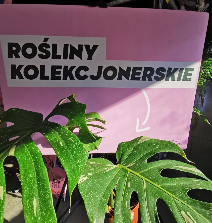 Festiwal Roślin w Piotrkowie Trybunalskim - wkrótce wielki market roślin w supercenach ZDJĘCIA