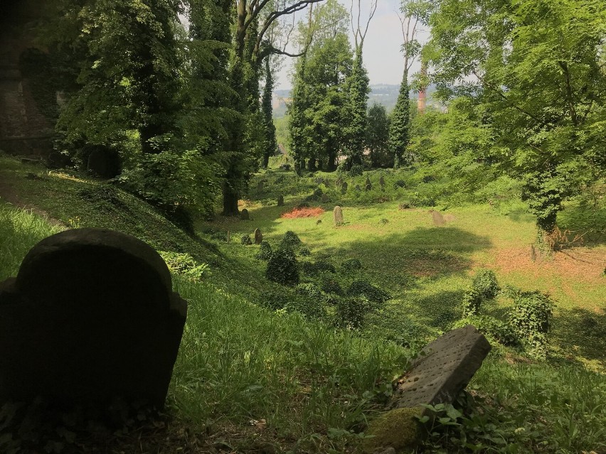 Stary cmentarz żydowski. To gęsto obrośnięta roślinnością nekropolia kryje mroczną historię