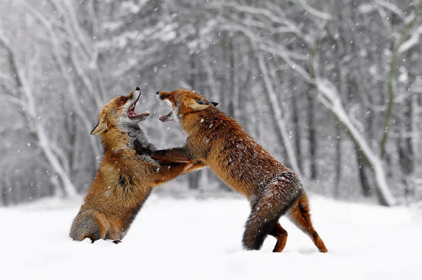Lisy szaleją na śniegu. Zobaczcie niezwykłe zdjęcia...