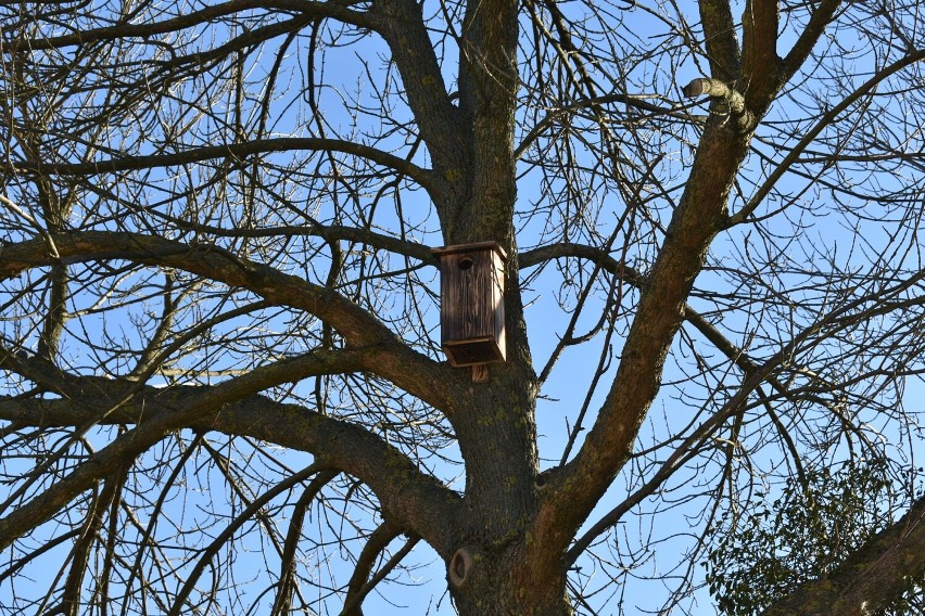 W gminie Wąpielsk powstają kolejne budki lęgowe dla ptaków [zdjęcia]