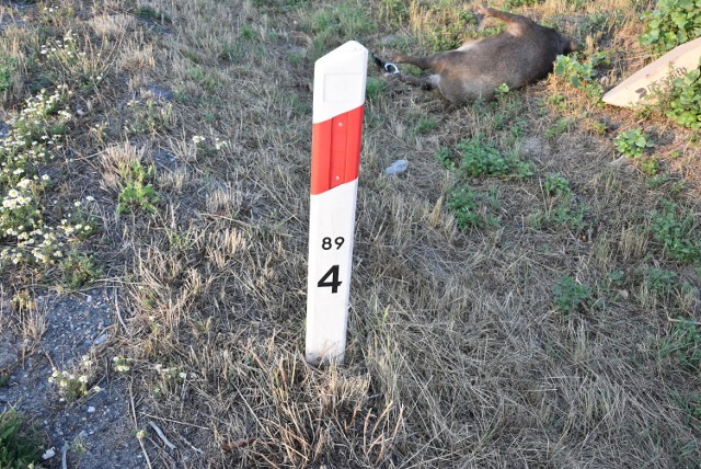 Padły dzik znaleziony przy drodze nr 182 pod Ujściem