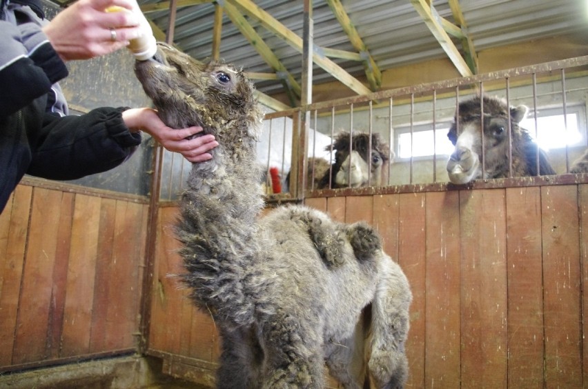 W zoo w Zamościu urodziła się samiczka wielbłąda. Poznajcie...