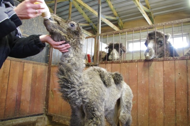 W zoo w Zamościu urodziła się samiczka wielbłąda. Poznajcie Apri