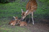 Zoo w Poznaniu: Urodził się mały Sanczo. To sika wietnamska