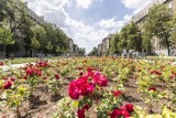 Nowa Aleja Róż już dostępna dla mieszkańców Krakowa. Ile kwiatów! Zobaczcie, jak wygląda odnowiona perła Nowej Huty 