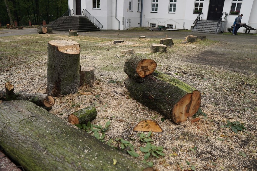 Wycięto w pień 40 drzew przy parafii w Zdroju