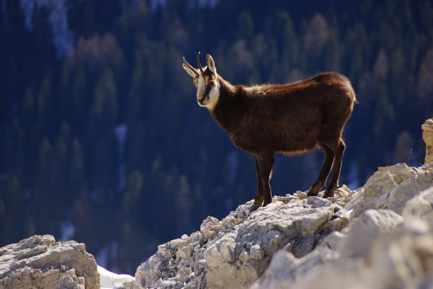 Tatry. Policzyli kozice w górach. Jest ich więcej niż przed rokiem