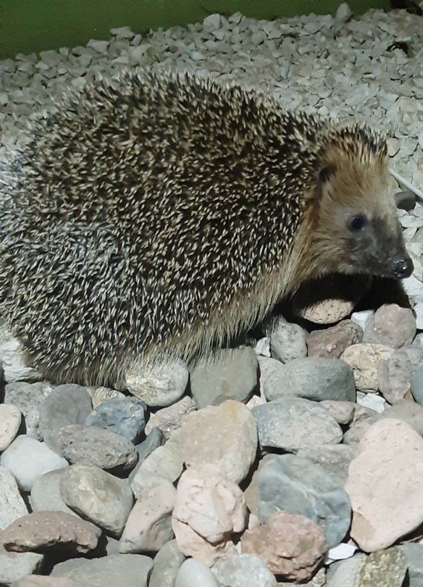 Jesień w Sycowie. Mieszkańcy pochwalili się zdjęciami!