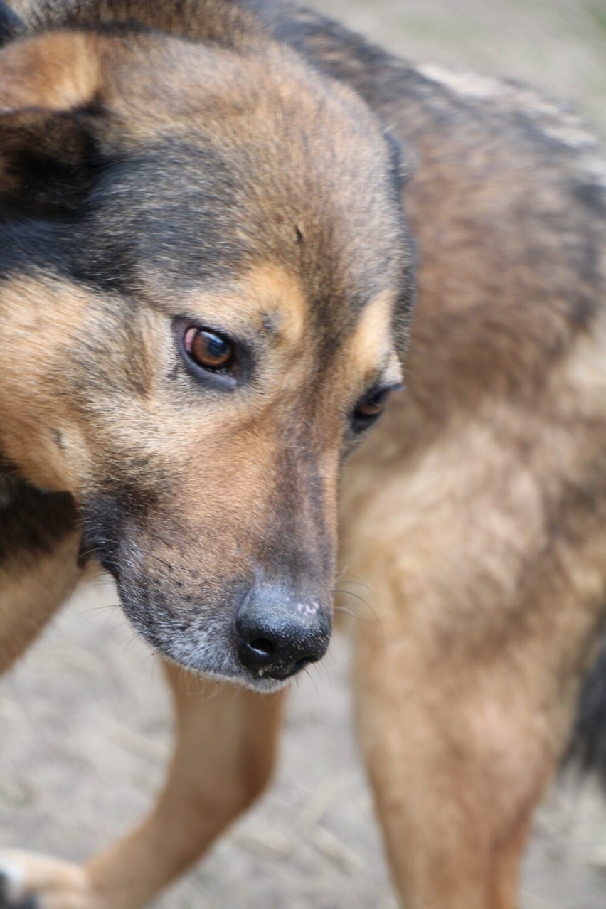 Odebrany interwencyjnie pies trafił do schroniska Azorek