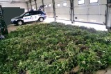 Plantacja marihuany pod Toruniem! Zatrzymano dwóch handlarzy